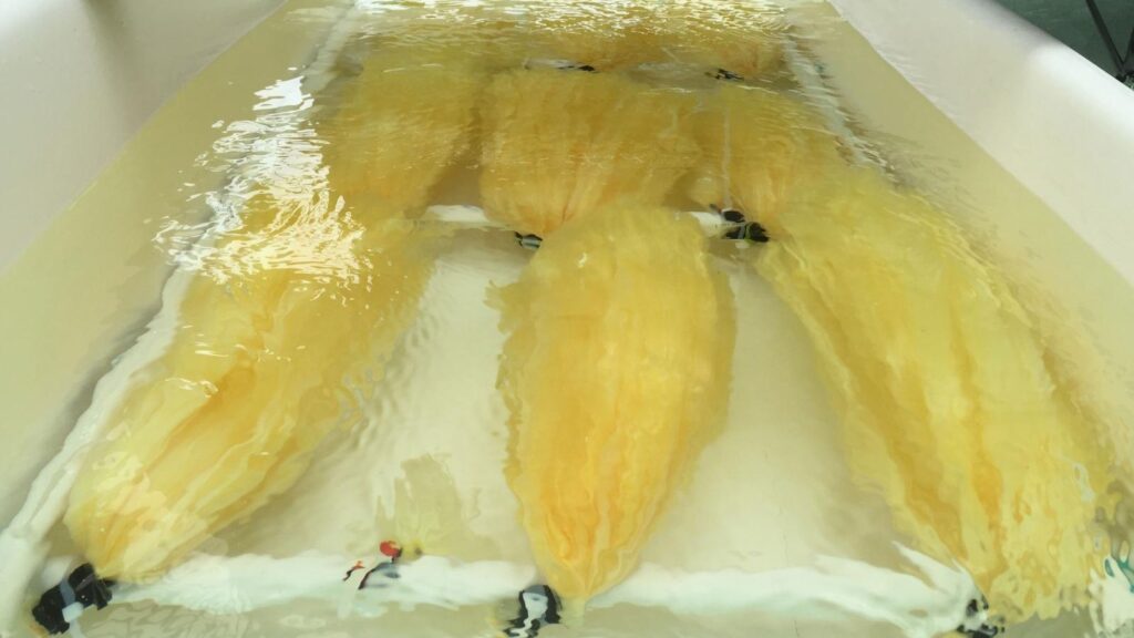 Uranium-adsorbing polymer fibers submerged in seawater during a PNNL extraction test