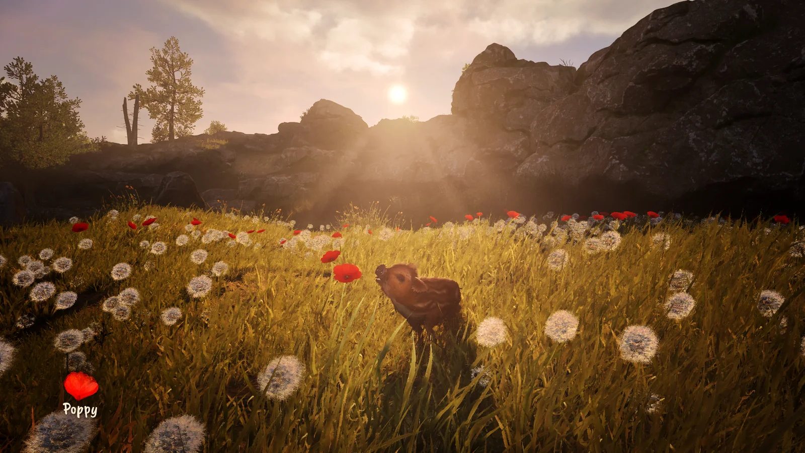 Boris standing in a meadow filled with red poppies and dandelions during golden-hour sunlight